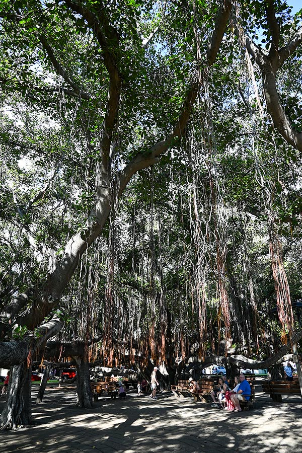 image of parlor famous Banyan Tree in Lahaina 